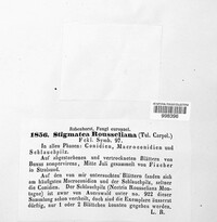 Pseudonectria buxi image
